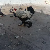 ۵تامرغوخروس