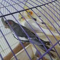 عروس هلندی