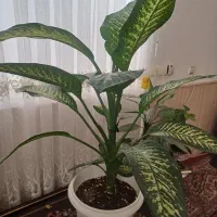 گلهای خانگی زیبا و سرحال