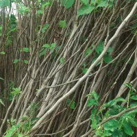 نهالستان گل محمدی|خدمات باغبانی و درختکاری|تبریز, |دیوار