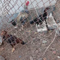 مرغ و خروس|حیوانات مزرعه|کنارک, |دیوار