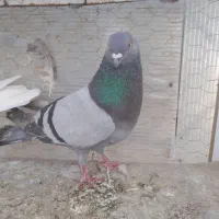 کبوتر|حیوانات|کرمانشاه, |دیوار