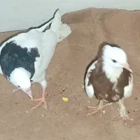 جفت جوجه طوقی 500