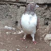 گرگی نر اوچان