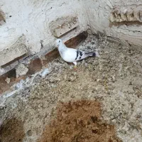 کوتعبدالله کانتکس