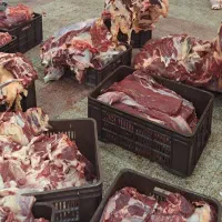 ران مرغ . ران و سردست گوساله|خدمات پذیرایی، مراسم|شیراز, شهرک صنعتی شیراز|دیوار