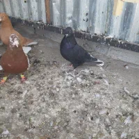 زاغ دمسفید|پرنده|تربت‌حیدریه, یحیی آباد|دیوار