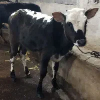 گوساله ماده لیشه چالوسی