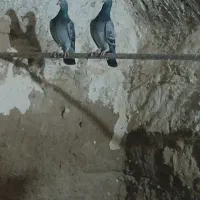 پلاکی مسافتی ازپدرمادرسیصدپونصدنشسته کاشمرهستن