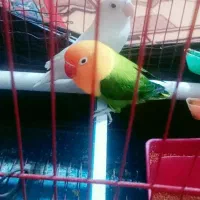 یک جفت طوطی کتوله سرتخم هست|پرنده|ایرانشهر, |دیوار