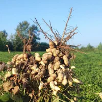 بادام درجه یک آستانه اشرفیه ممتاز محصول شهریور 404|خوردنی و آشامیدنی|تهران, الهیه|دیوار