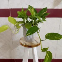 دنیای پتوس