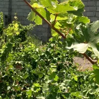 باغ و باغچه ۲۰۰مترچهاردیوار آب،برق انجم آباد(شخصی)|فروش زمین و ملک کلنگی|تهران, امیریه|دیوار