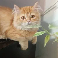 گربه پرشین بریتیش