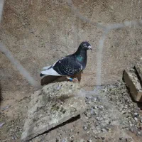 کبوتر مسافتی. شناسنامه دار