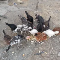 بوقلمون و مرغ|حیوانات مزرعه|سنندج, |دیوار