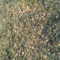 خوراک دامی|لوازم جانبی حیوانات|رشت, معلم|دیوار