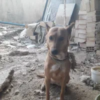 سگ ژرمنی ماده جوان، مناسب برای توله گیری