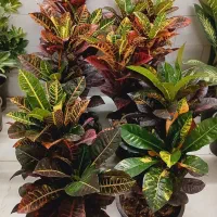 گل گیاه کروتون سانسوریا دیفن باخیا شفلرا شامادور|گل و گیاه طبیعی|قم, سنگ بند|دیوار