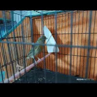 قناری فروشی  3میلیون|پرنده|قائم‌شهر, |دیوار