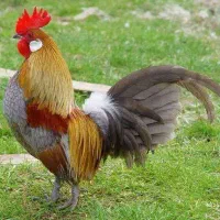 مرغ و خروس ارگانیک|حیوانات مزرعه|یزد, |دیوار