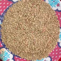 عدس|خوردنی و آشامیدنی|گرمی, |دیوار