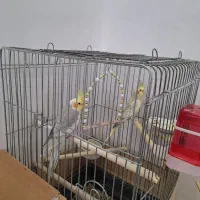 عروس هلندی اهلی