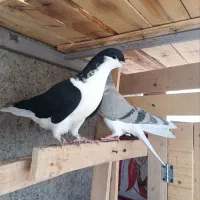 پنج تا مغلف سه تاش ساز هستن