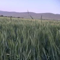 بذر گندم ترابی