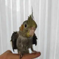 جوجه عروس هلندی سینامون|پرنده|قزوین, |دیوار