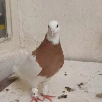 دو جفت طوقی هفت رنگ، نژاد اصیل و چشمگیر|پرنده|شیروان (خراسان), |دیوار