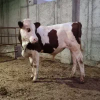 جهت خرید انواع گوساله پرواری داشتی|حیوانات مزرعه|تهران, بوستان ولایت|دیوار