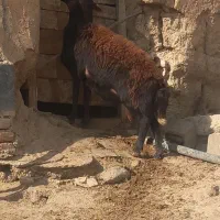 بره قوچ نژاد دار یک ساله|حیوانات مزرعه|صحنه, |دیوار