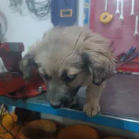 سلام سگ شیتزو|سگ|مشهد, شهید معقول|دیوار