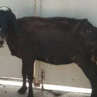 گوسفند جوان جهت قربانی