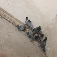 کفترچایی.تهداد5عدد|پرنده|رضویه, |دیوار