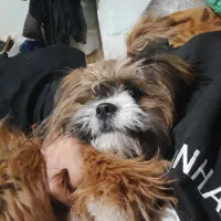 یک قلاده سگ شیتزو نر ۵ماهه