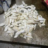 کف دریا|آرایشی، بهداشتی، درمانی|بندر کنگان, |دیوار