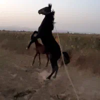کره اسب مشکی نر