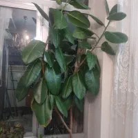 گل فیکوس خیلی بزرگ