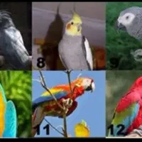 واگذاری پرنده شما