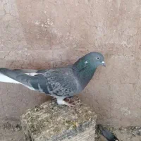 کبوتر تخت دم سفید