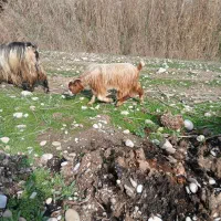 ۷ عدد بز|حیوانات مزرعه|دزفول, |دیوار