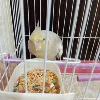 طوطی به همراه ظرف آب