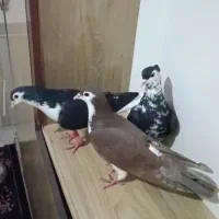 کفتر ساده کاکلی وساده