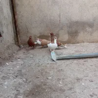 چندتا رنگی درجه یک