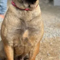 واگذاری کنکورسو ماده رنگ بلک