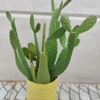 کاکتوس های زیبا خونگی حراج دونه ای 40|گل و گیاه طبیعی|ایذه, |دیوار