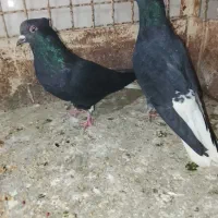 ادرس الوند|پرنده|الوند, |دیوار