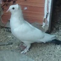 کبوترومرغ عشق.لنده